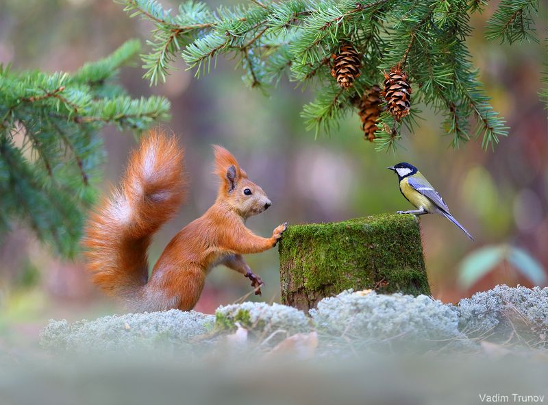 белка, синица А где же орешки? фото превью