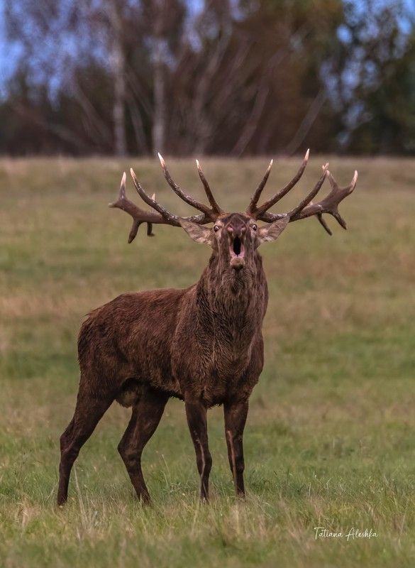 животные Брачный зов оленя фото превью