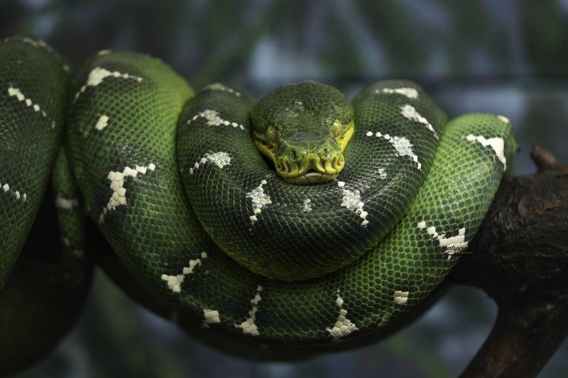 Emerald tree boa фото превью