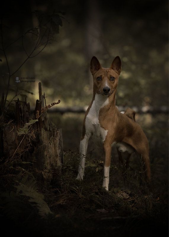 Платон фото превью