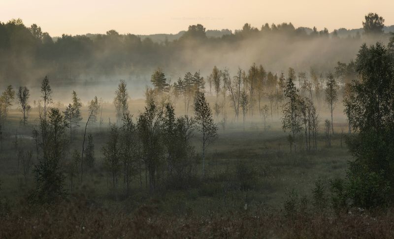 пейзаж, ленобласть, туман, landscape, nature, природа, foggy, forest, рассвет, болото, ленинградская область Туманы фото превью