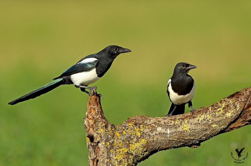 сорока. Подружки сплетницы. фото превью