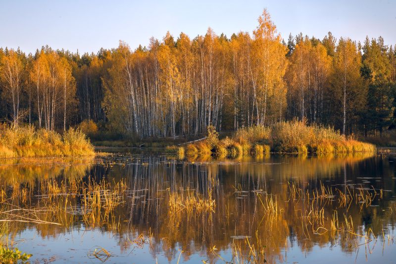 утро осень чёрная порза серково В утренних лучах. фото превью