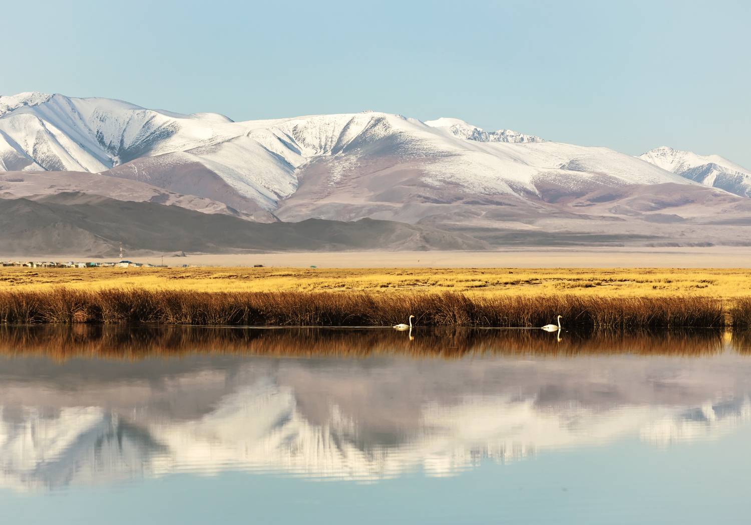 лебеди, отражение., Бирюков Вячеслав