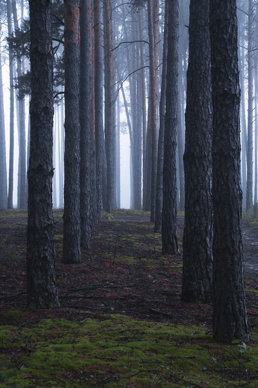 Приглашение в туманный лес фото превью