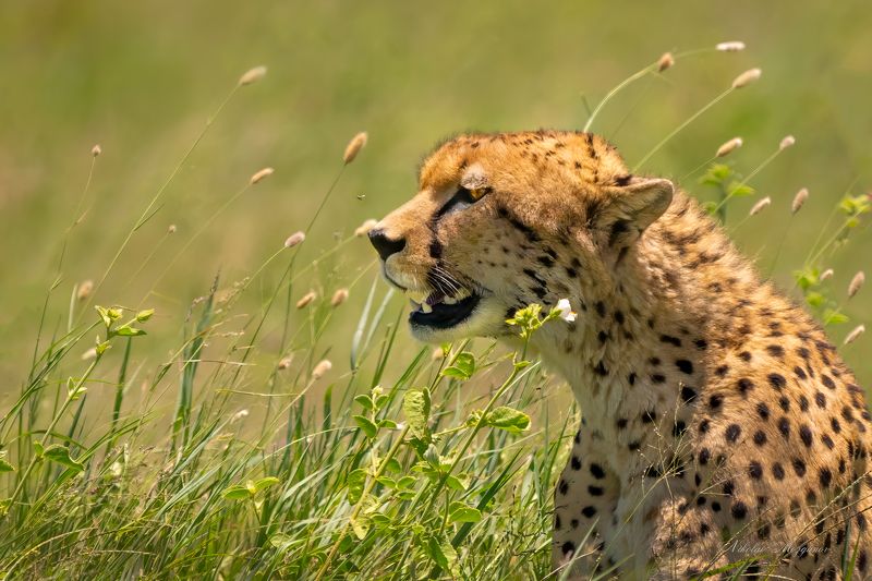 *** фото превью