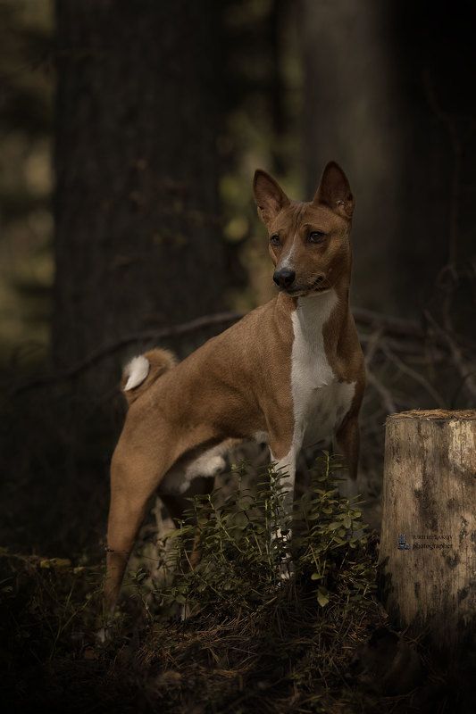 Платон фото превью