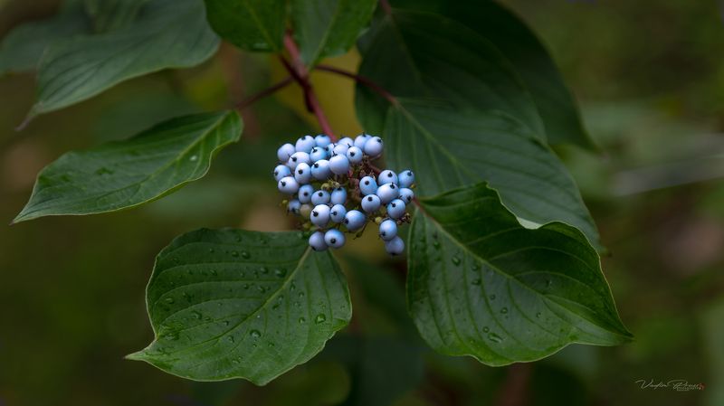 Дёрен. фото превью