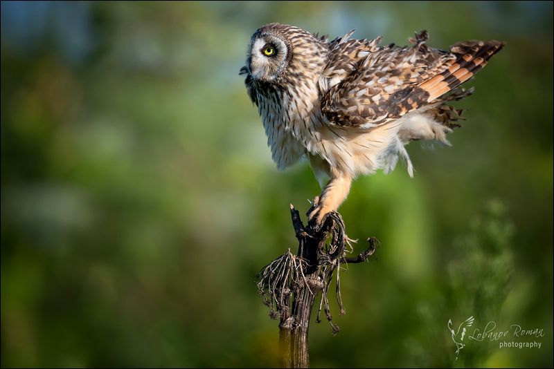 * * * фото превью