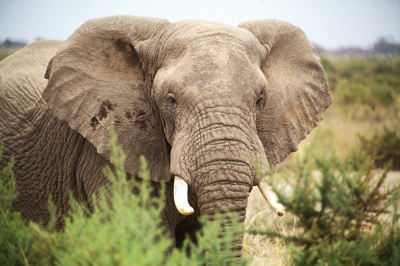 Слон Elefant фото превью