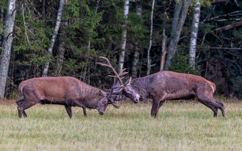 животные Бой оленей. фото превью