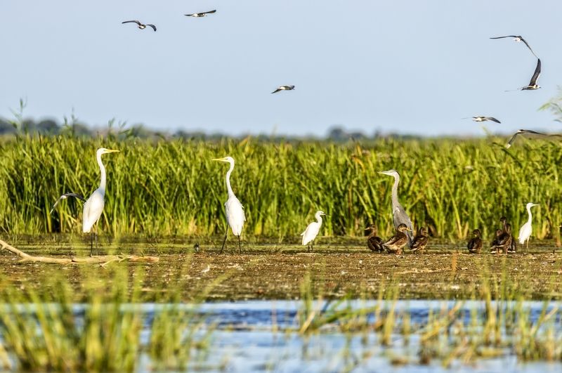 белые цапли,серая цапля,утки,чайки. Содружество. фото превью