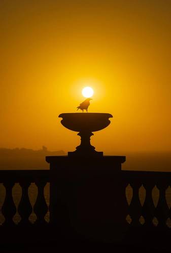 Священный Боспорский грач.