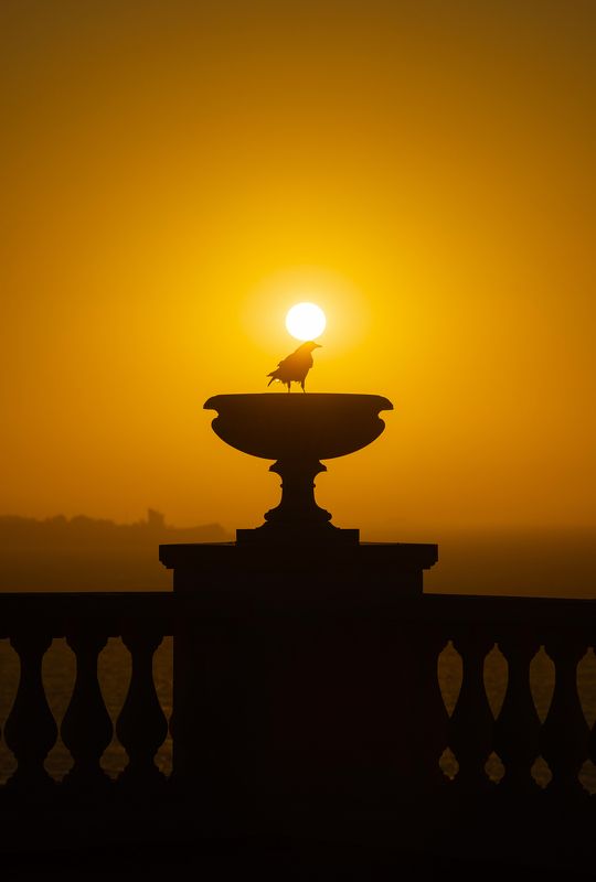 Священный Боспорский грач. фото превью