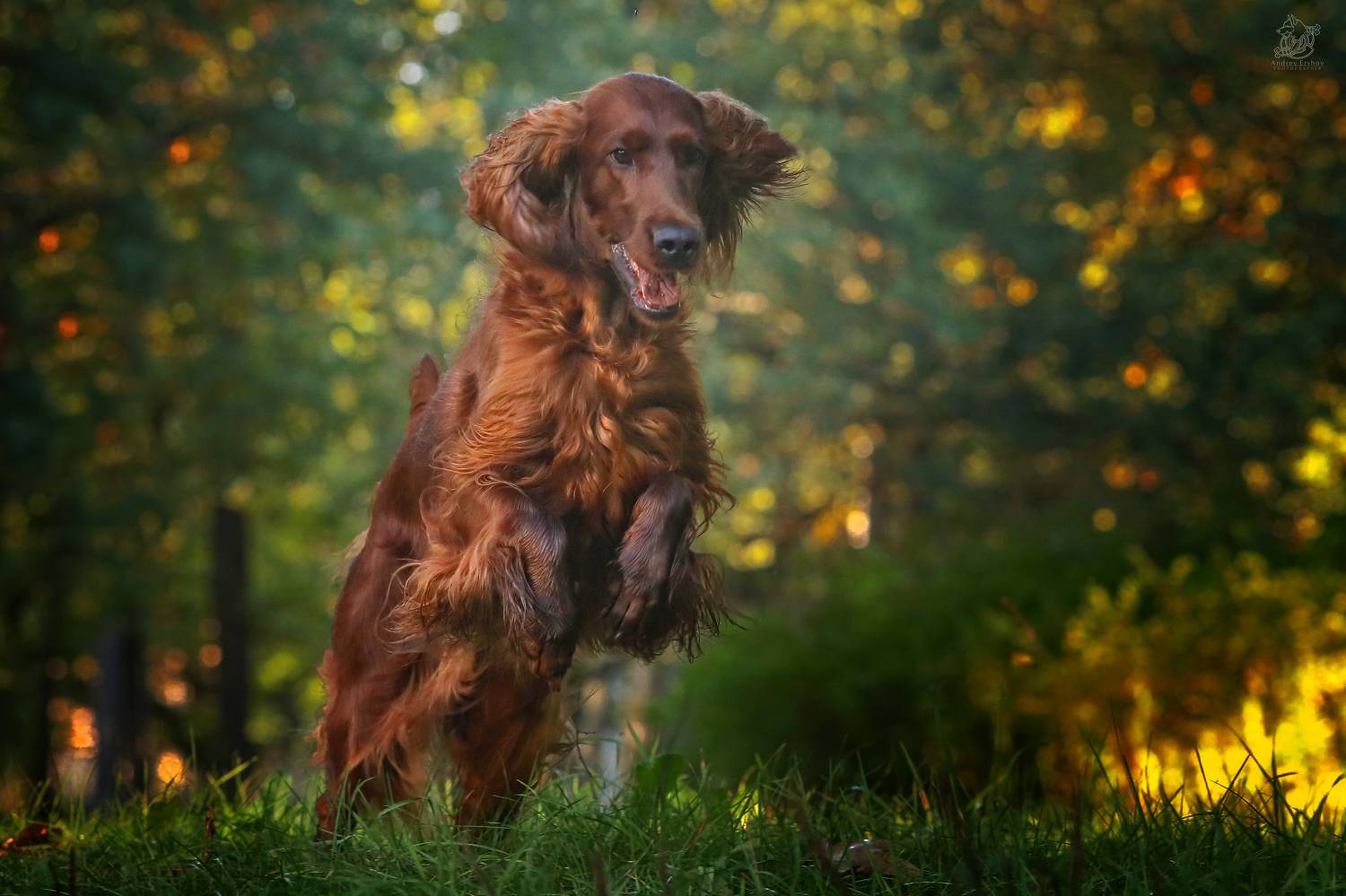 , Андрей Ершов
