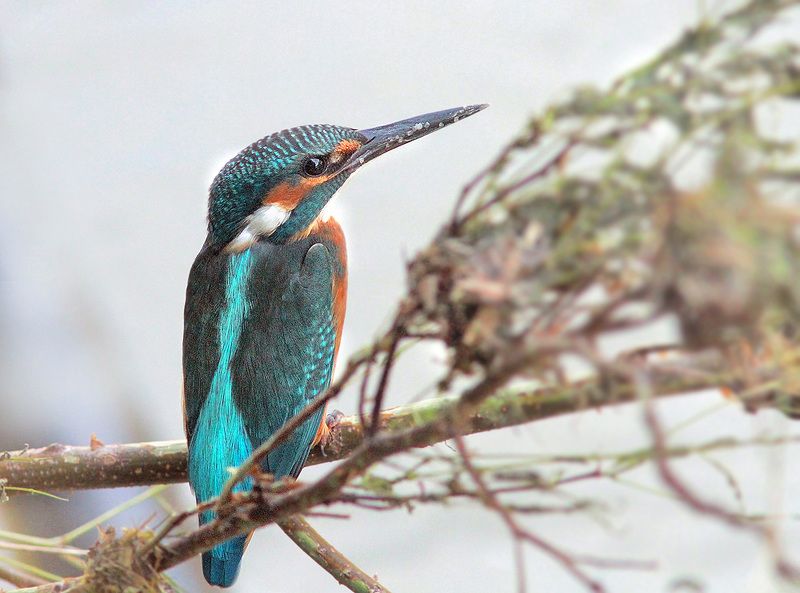 Зимородок фото превью