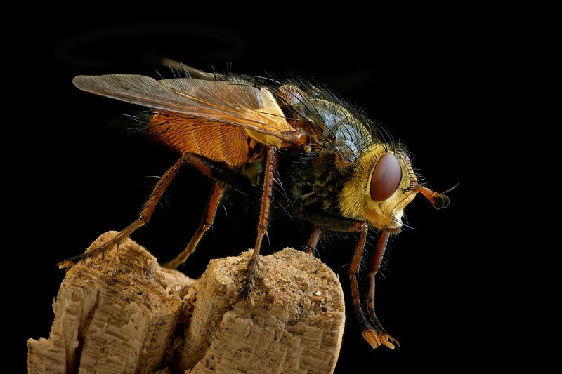 Муха фото превью