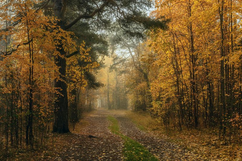 осень, парк, туман, утро, дорога, деревья, кусты, листья, природа Осенний парк утром фото превью
