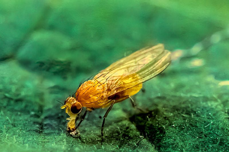 * * * фото превью