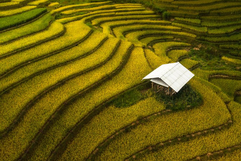 Greem фото превью