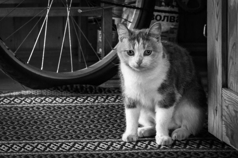 Грустная кошка фото превью