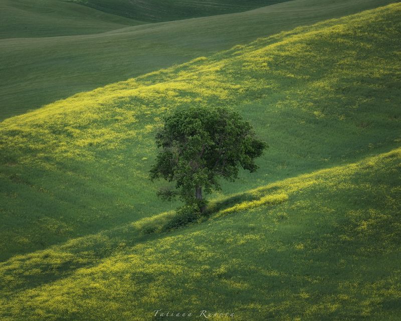 Плюшевые холмы Тосканы фото превью