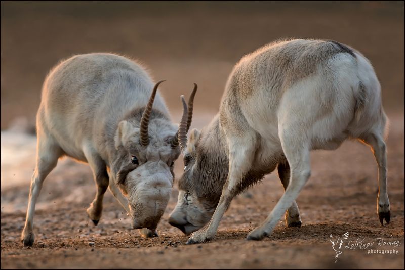 Битва у артезиана фото превью