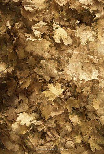 Переплетение осенних узоров