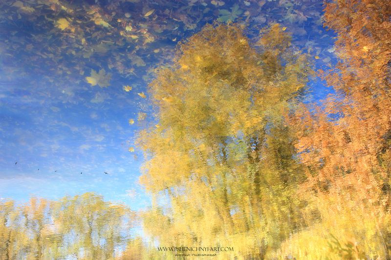 осень, отражение, опавшие листья, небо, клён, акварель, абстракция, свет, палитра, октябрь Расстворяясь в осенней палитре фото превью