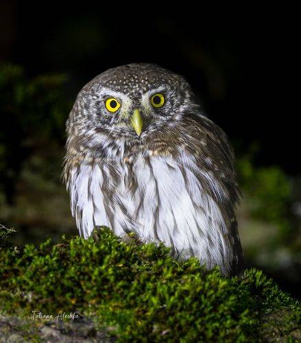 Воробьиный сычик (Glaucidium passerinum)