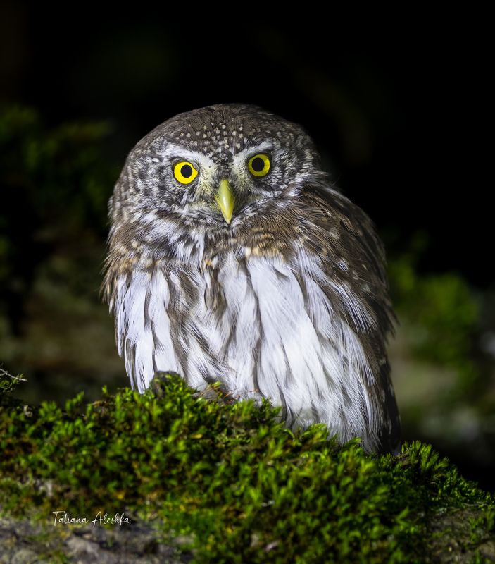 птицы Воробьиный сычик (Glaucidium passerinum) фото превью
