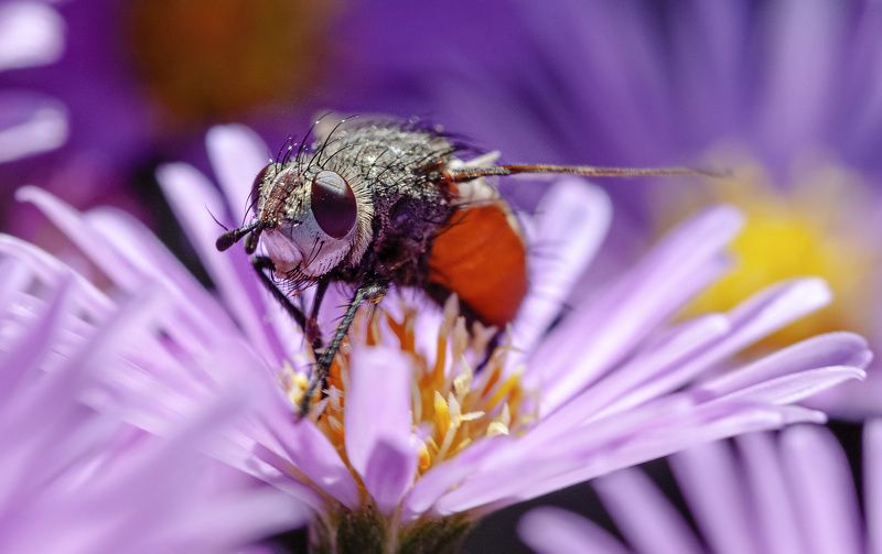 насекомое, макро, цветок *** фото превью