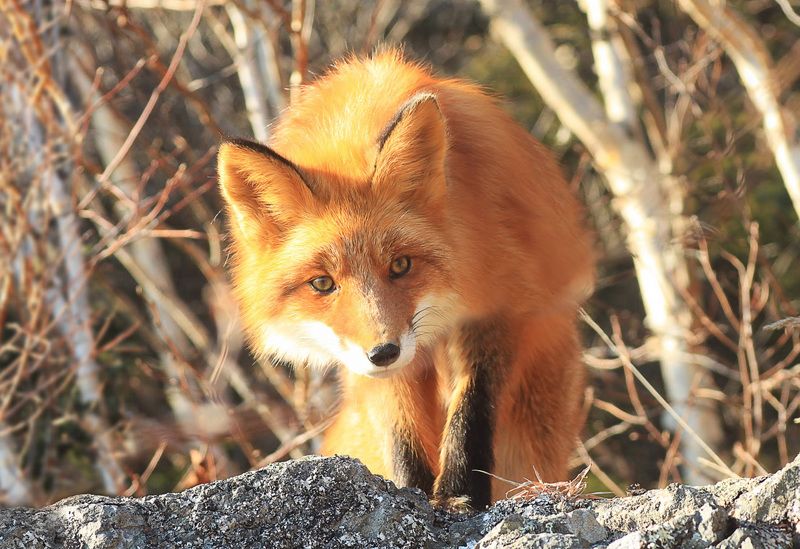 лиса В вечном поиске фото превью