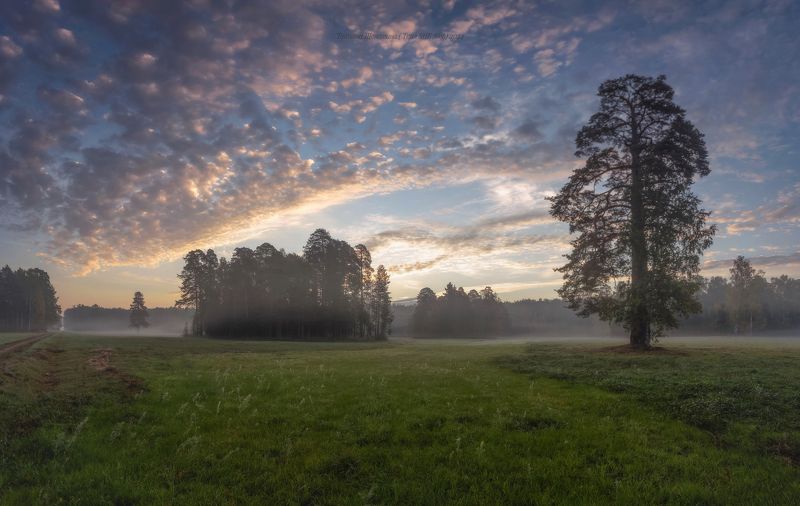 павловский парк, павловск, павловский, пейзаж, landscape, косуля, nature, санкт-петербург, питер, царское село, animal Павловский парк и его обитатели фото превью