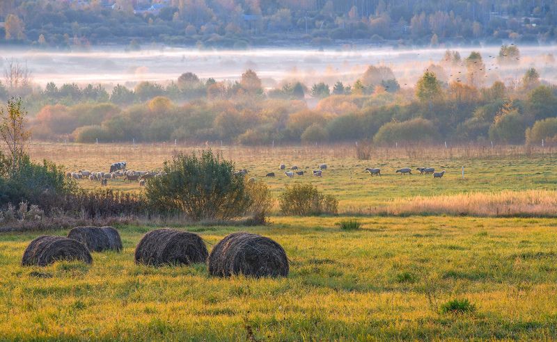 Утренний моцион. Воронино. фото превью