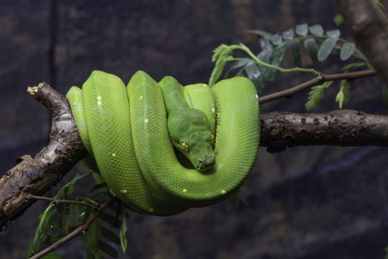 Green tree python фото превью