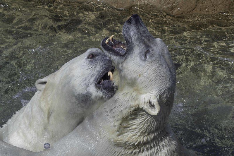 Polar bear фото превью