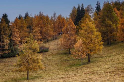 Рыжая осень