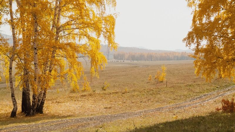 осеннее поле фото превью