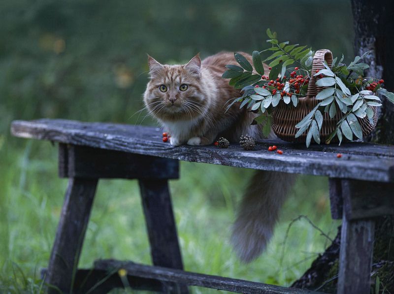 кот, рыжий, красавчик, cat, beautiful, photomodel, autumn, nature На страже фото превью