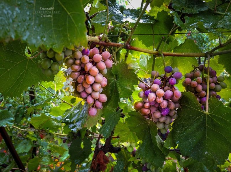 природа, nature, виноград, ягода, адыгея Виноград фото превью