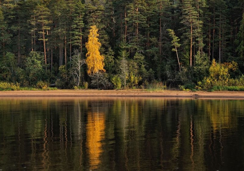 Время жёлтых берёз. фото превью