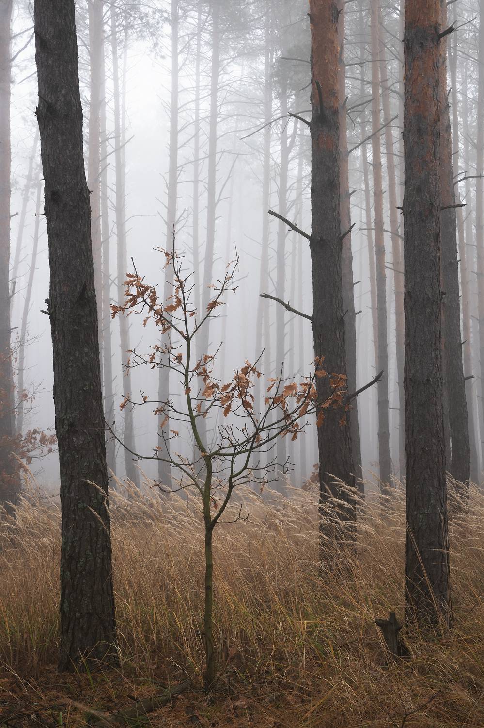 , Захаров Дмитрий