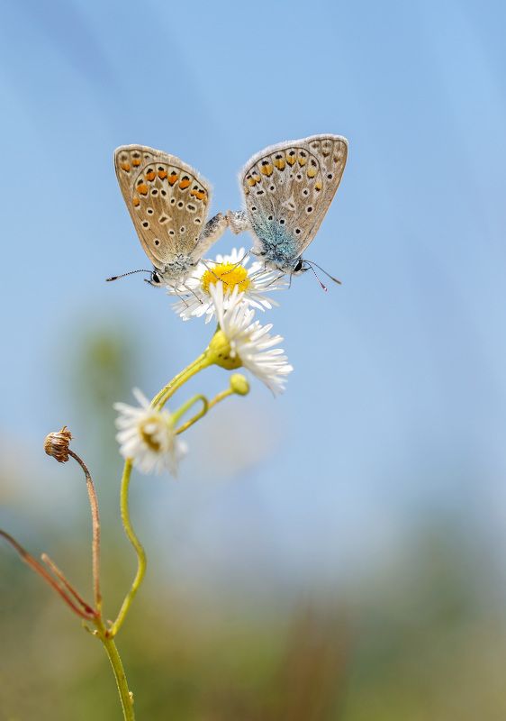 Голубянки фото превью