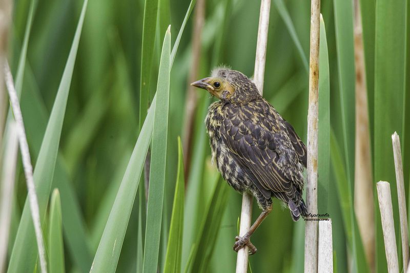 Red-winged blackbird-Juvenile фото превью