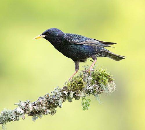 European Starling - Обыкновенный скворец