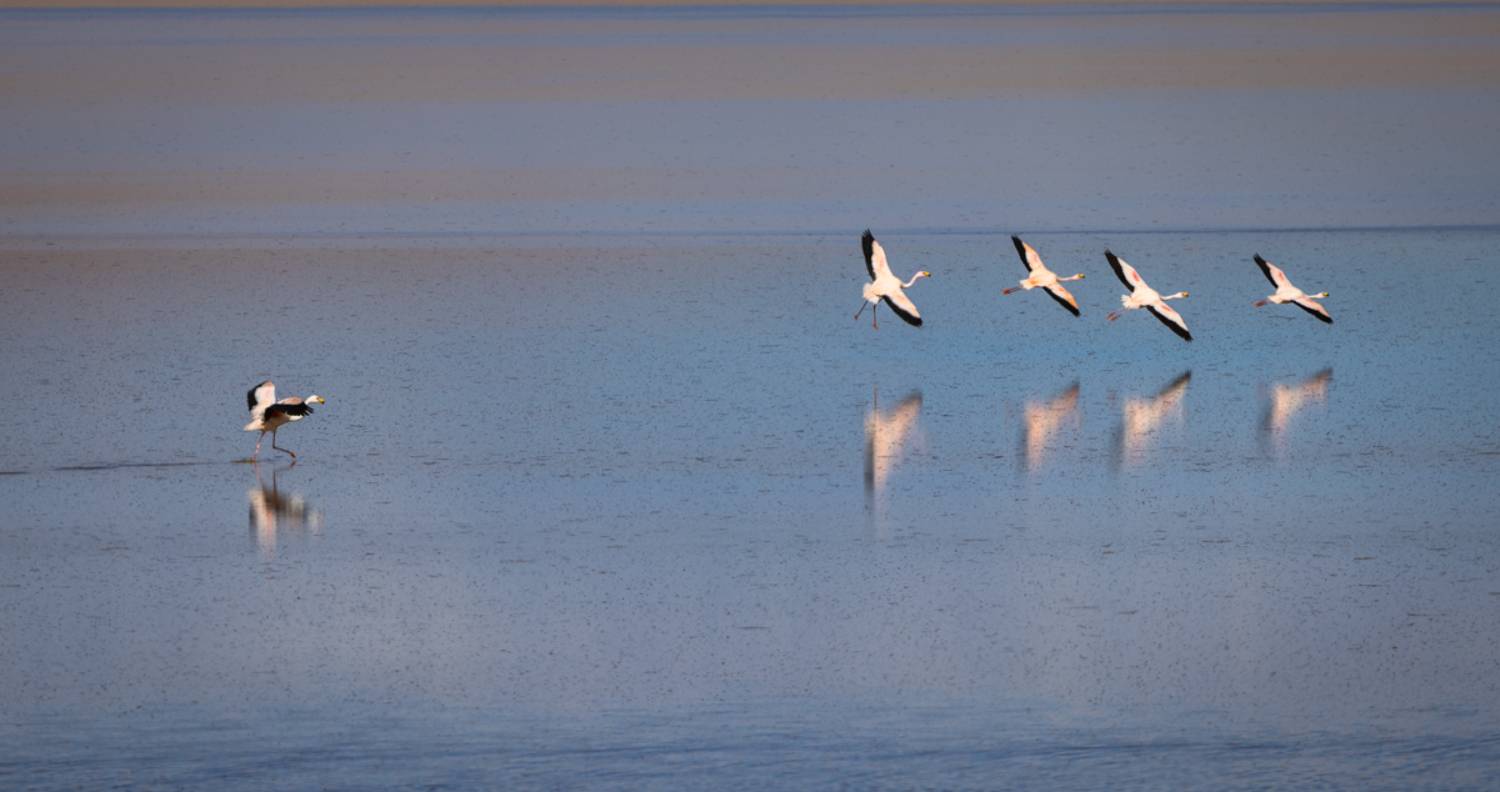 фламинго, Александр Лозицкий