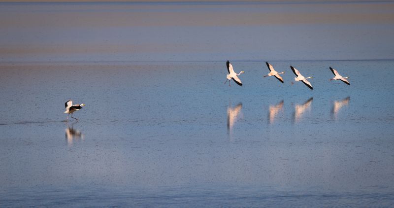 фламинго *** фото превью