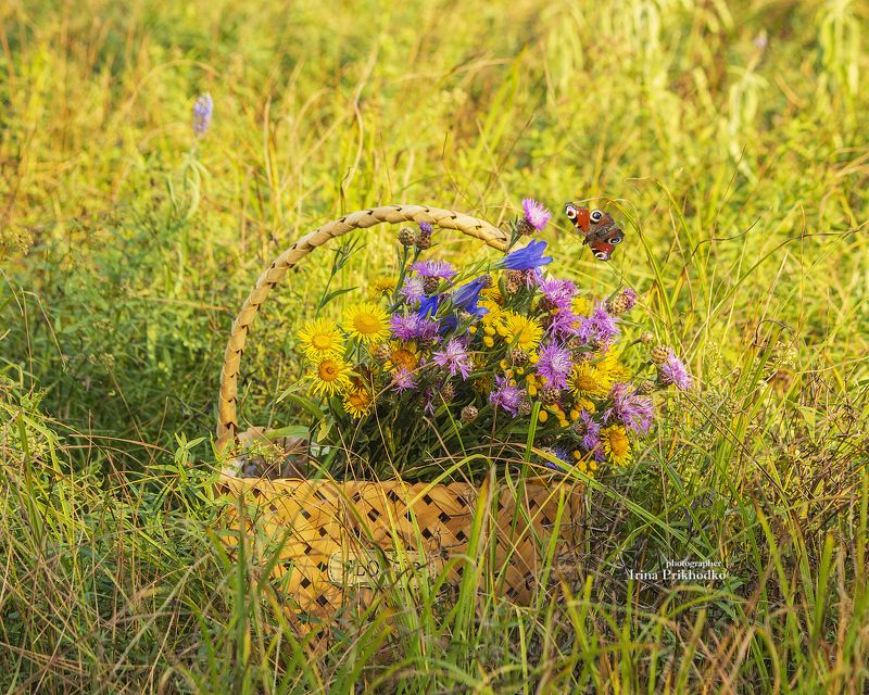 натюрморт, пленэр, букеты, цветы, полевые До свидания, лето! фото превью