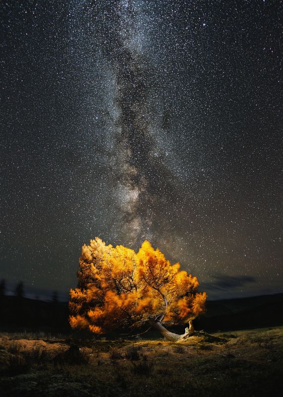 Лиственница фото превью